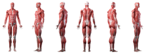 Illustration of human body in different 3D rotations