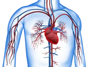 Une illustration colorée du système cardiovasculaire